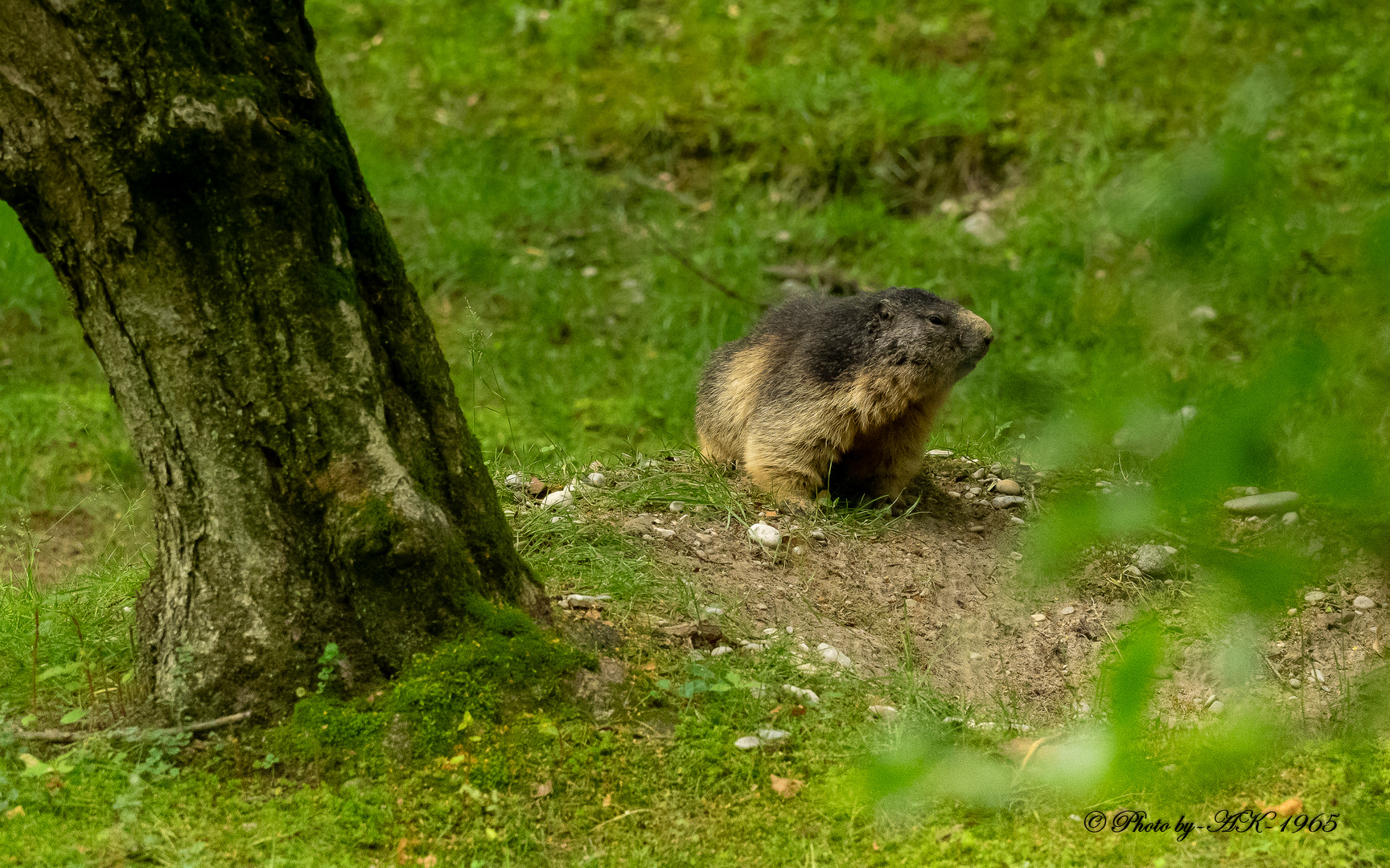 Wappentier Foto & Bild tiere, zoo, wildpark & falknerei, säugetiere