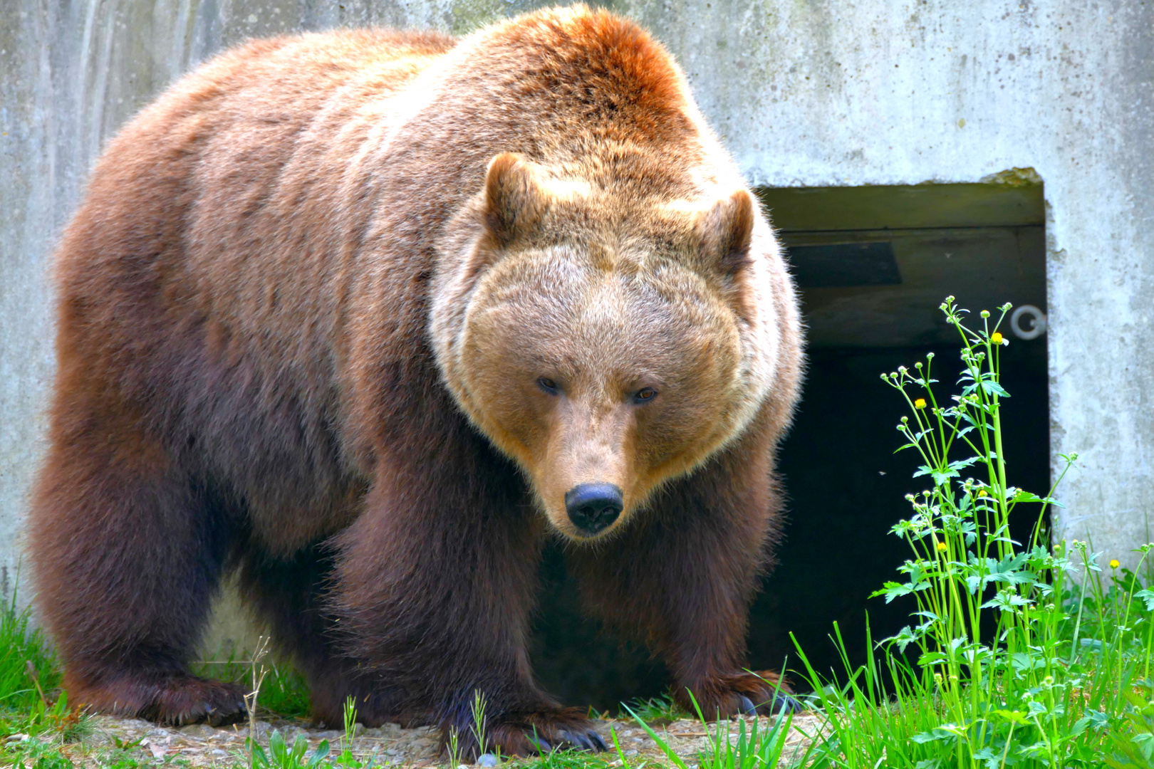 Wappentier von Bern