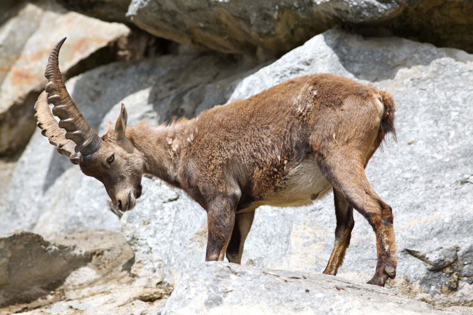 Wappentier von Graubünden (Schweiz)