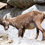 Wappentier von Graubünden (Schweiz)