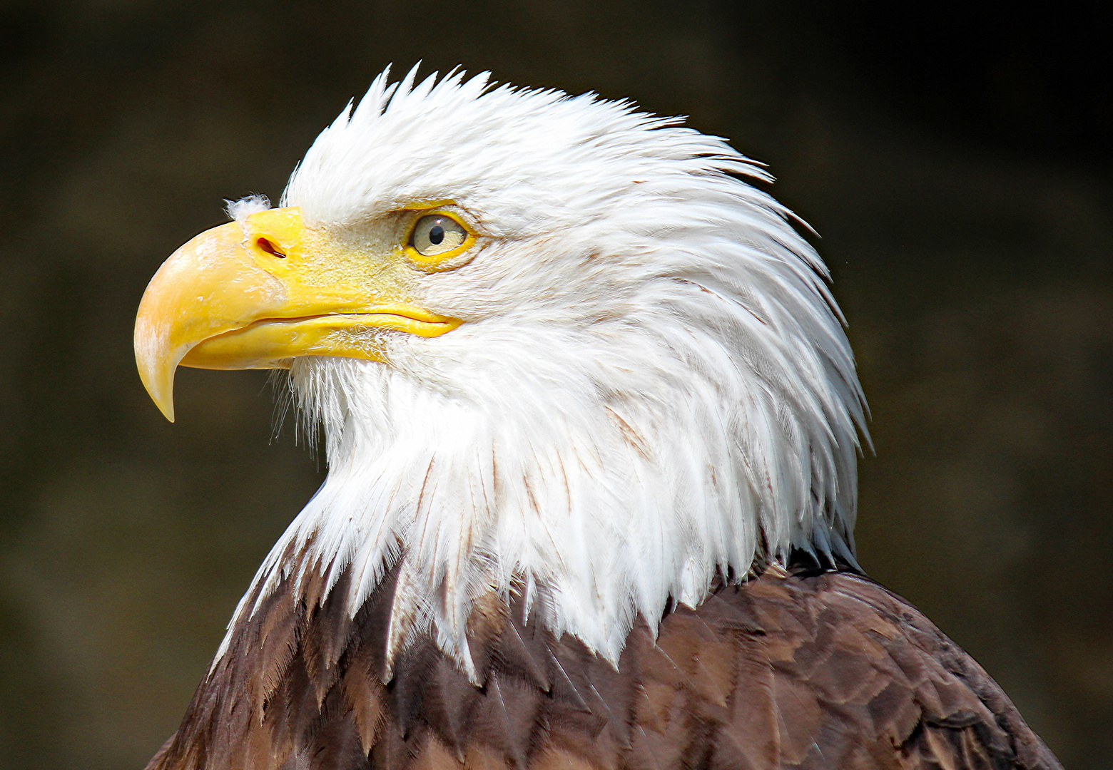 Wappentier - Weißkopfseeadler