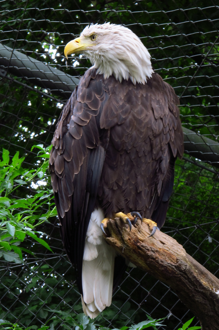 Wappenvogel