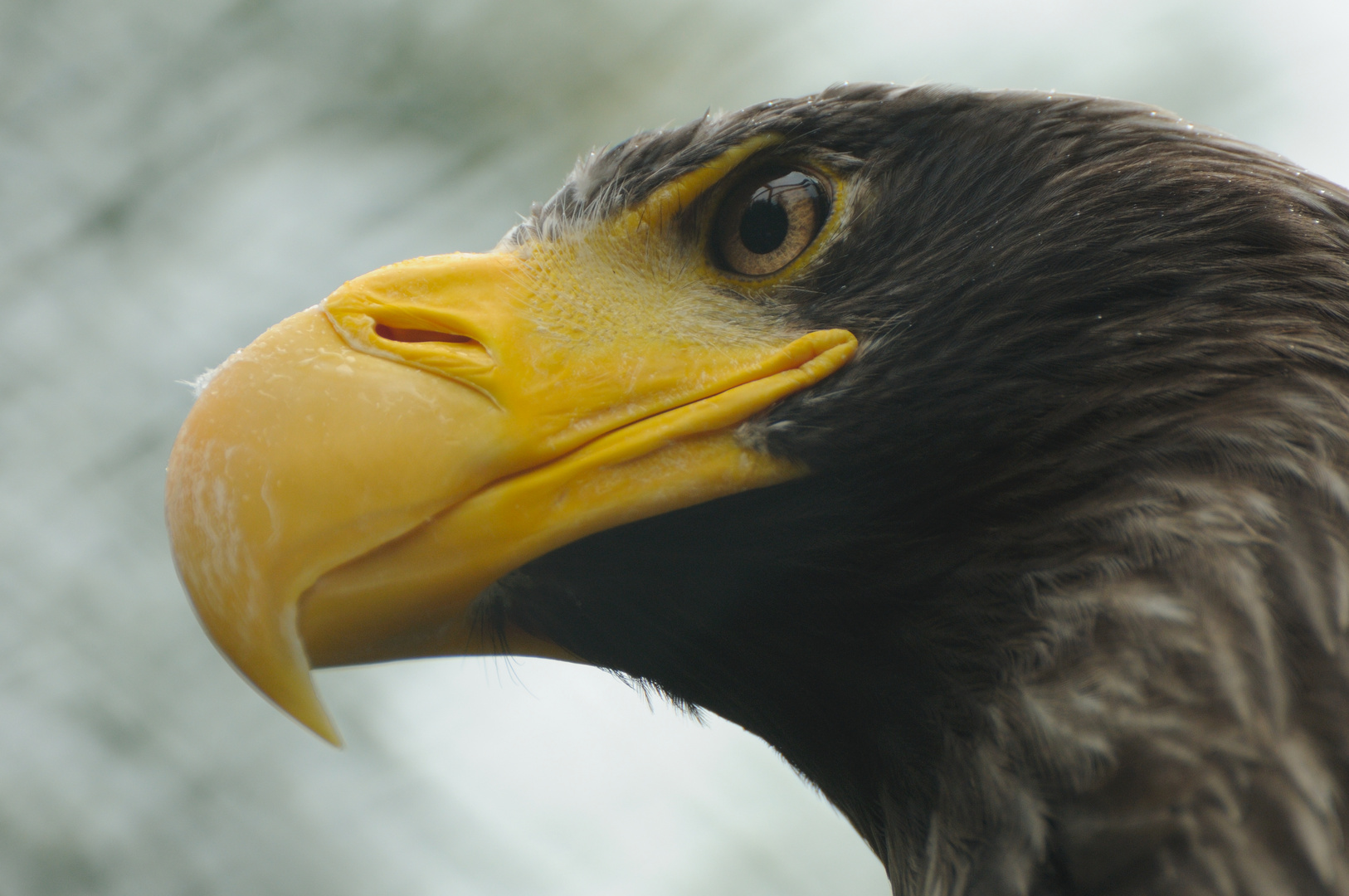 Wappenvogel