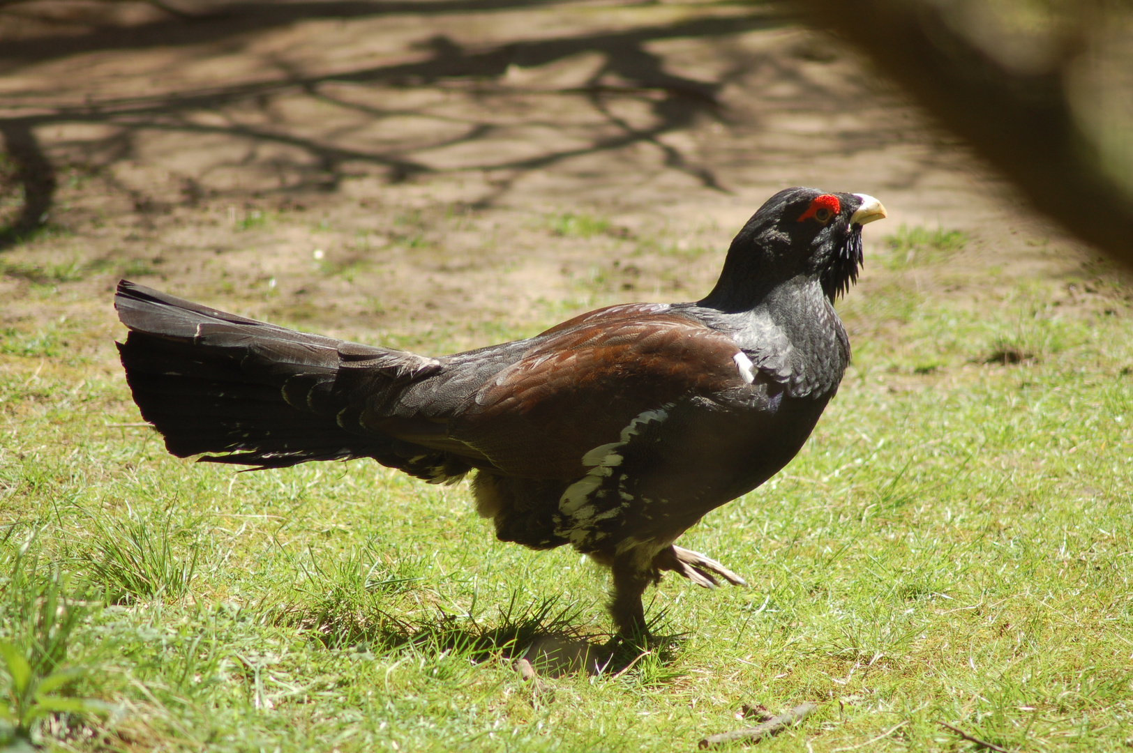 " Wappenvogel "