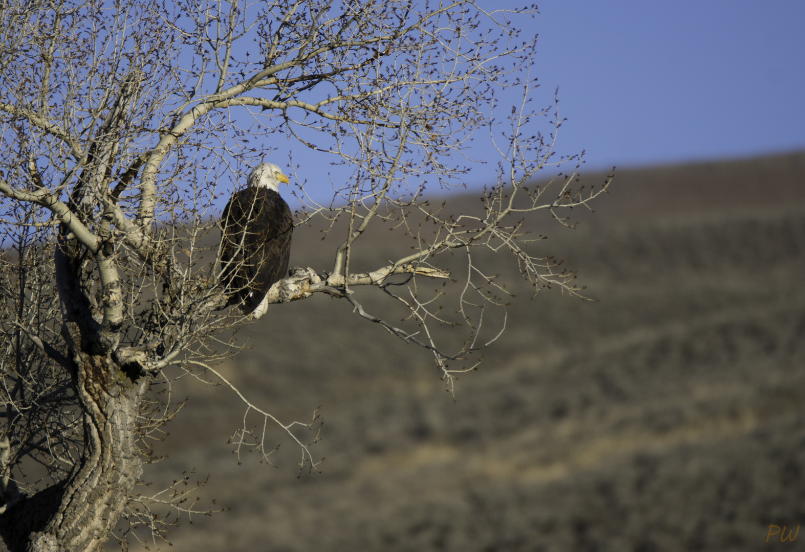 Wappenvogel...