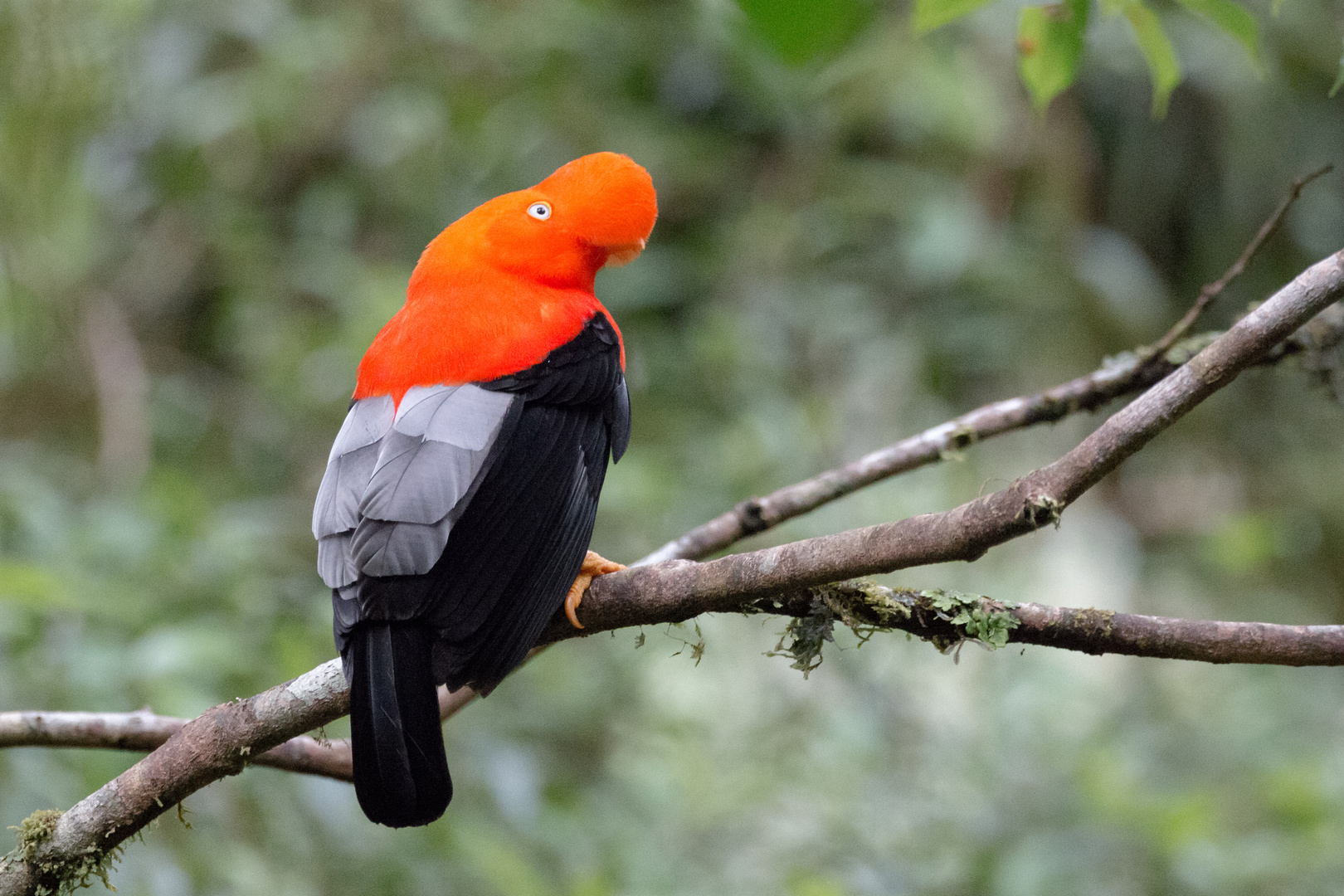 Wappenvogel Peru