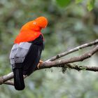 Wappenvogel Peru