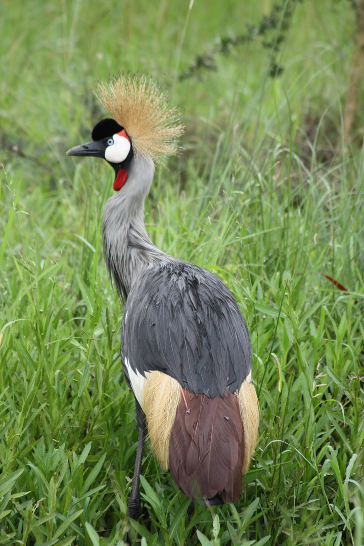 Wappenvogel Ugandas