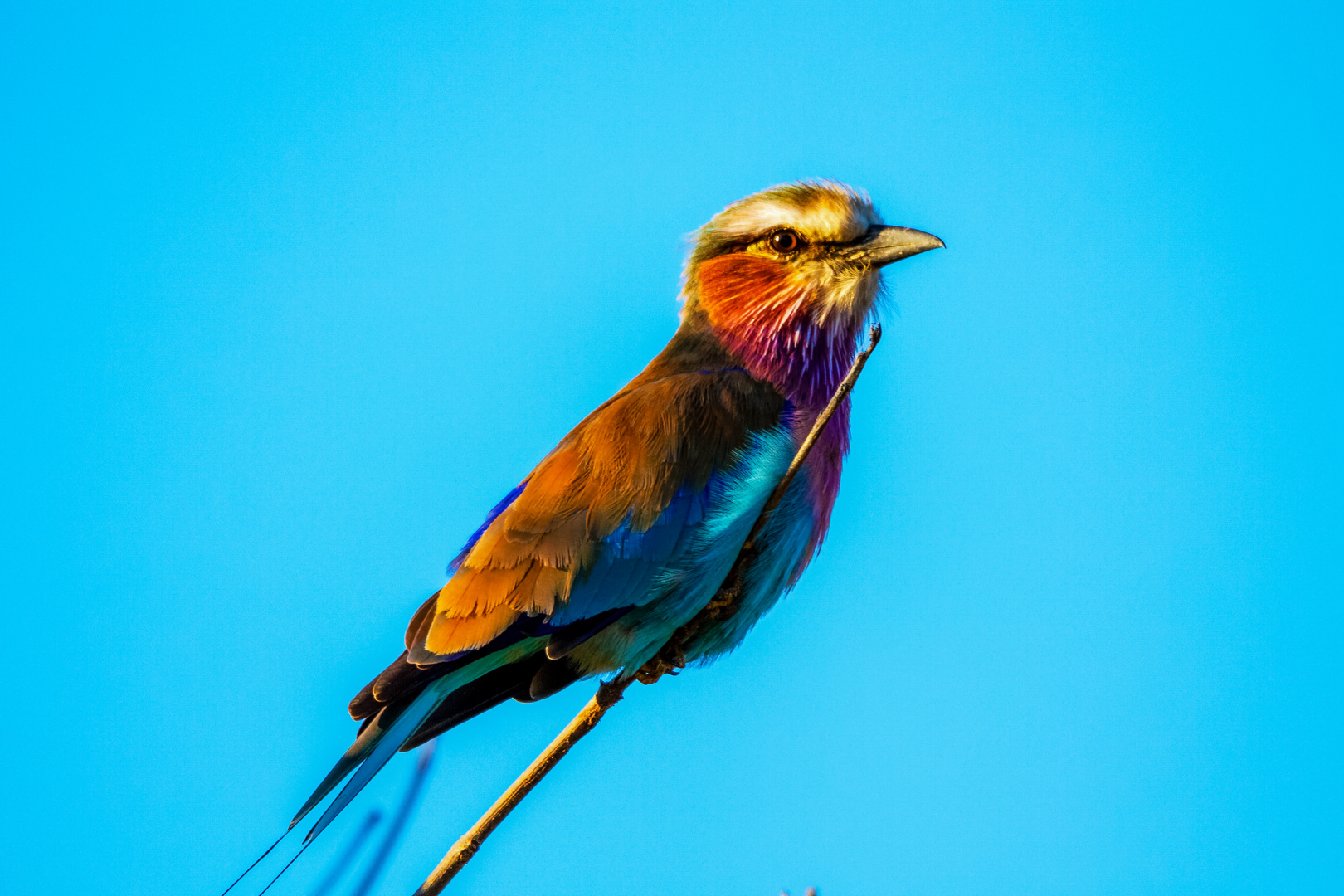 Wappenvogel von Namibia