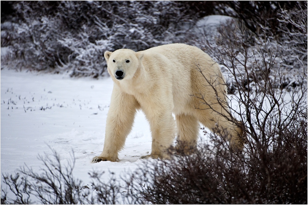 [ Wapusk National Park ]