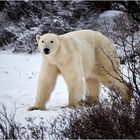 [ Wapusk National Park ]