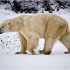 [ Wapusk National Park ]