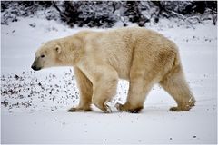 [ Wapusk National Park ]