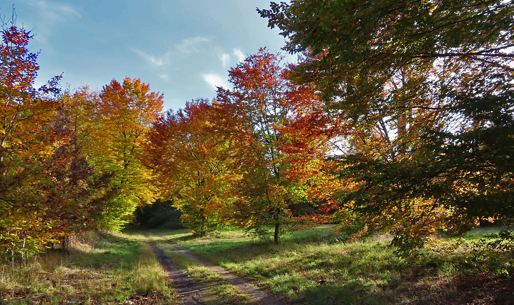 War auch mal im Wald...