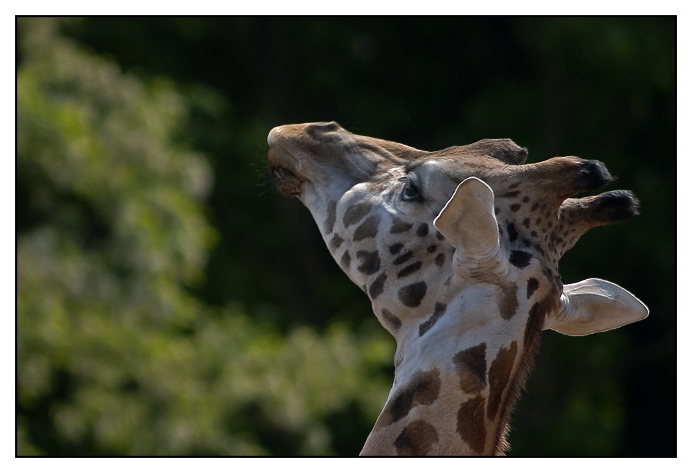 war auch mal im Zoo...