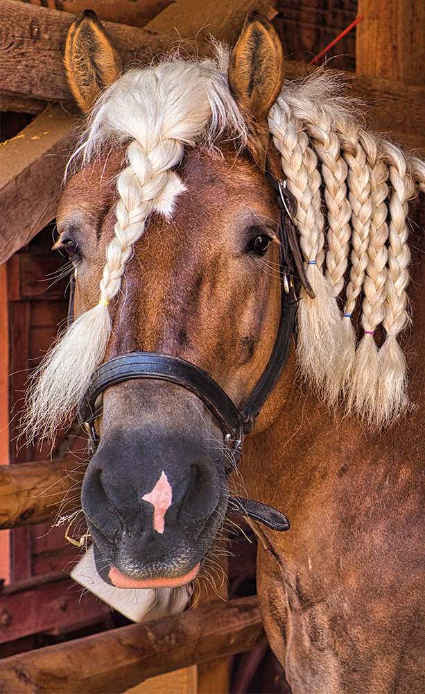 War beim Friseur Portrait (Tiere)