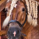 War beim Friseur Portrait (Tiere)