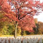 War Cemetery Reichswald Forest!