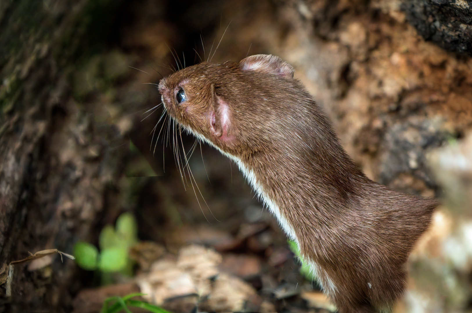 "WAR DA GERADE NE MAUS"?