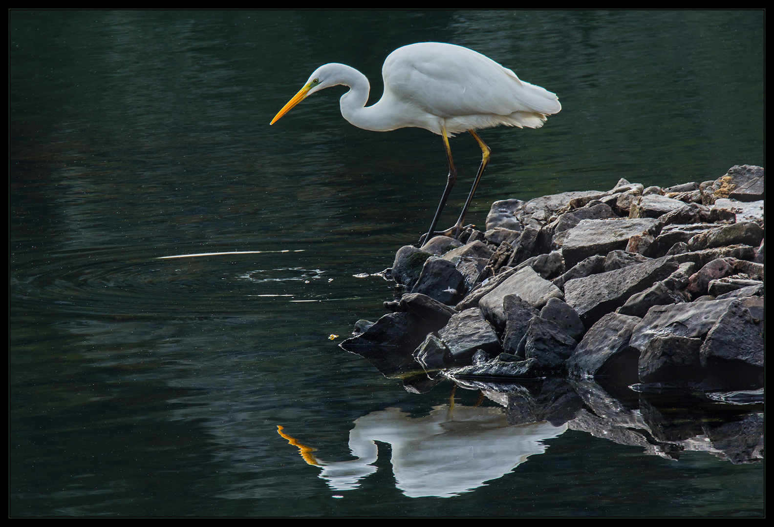 War da was... ?! - Silberreiher auf Fischjagd...