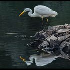 War da was... ?! - Silberreiher auf Fischjagd...