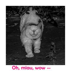 ... war dass ein Silvester-Kater !!! :-)))