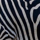 war der zebrastreifenmaler betrunken?