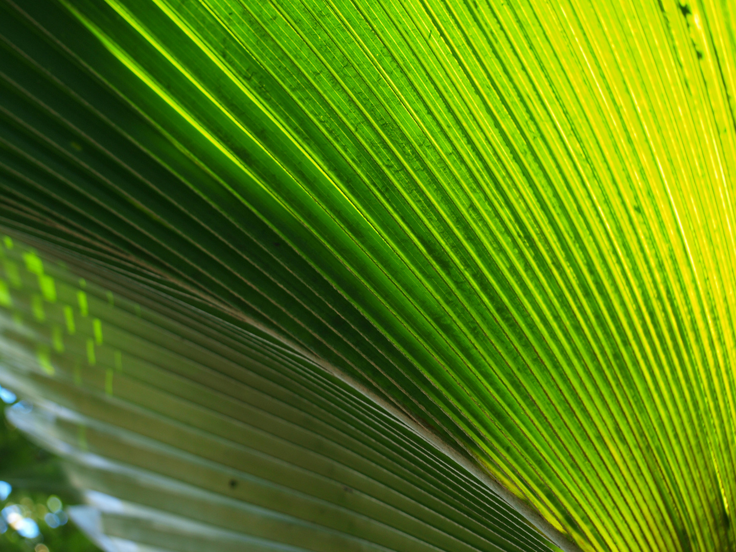 War ein großes Blatt :)