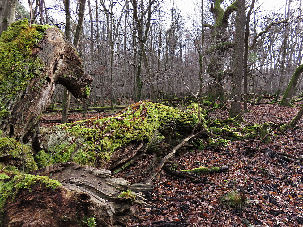 War heute im Wald