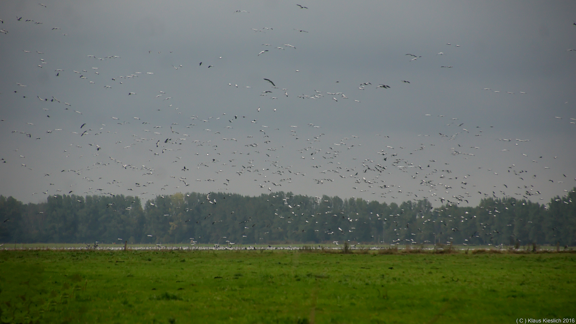 War heute in Linum Kranichekucken