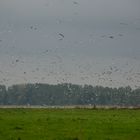 War heute in Linum Kranichekucken