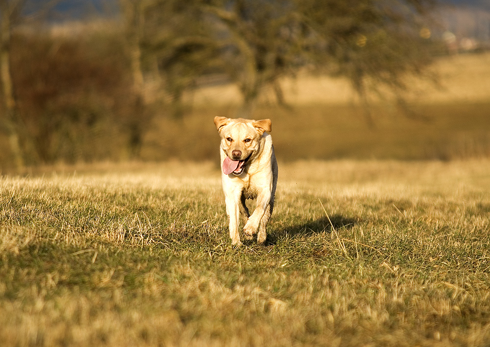 war mal kurz mit meinem Labrador in der Afrikanischen Savanne :-)