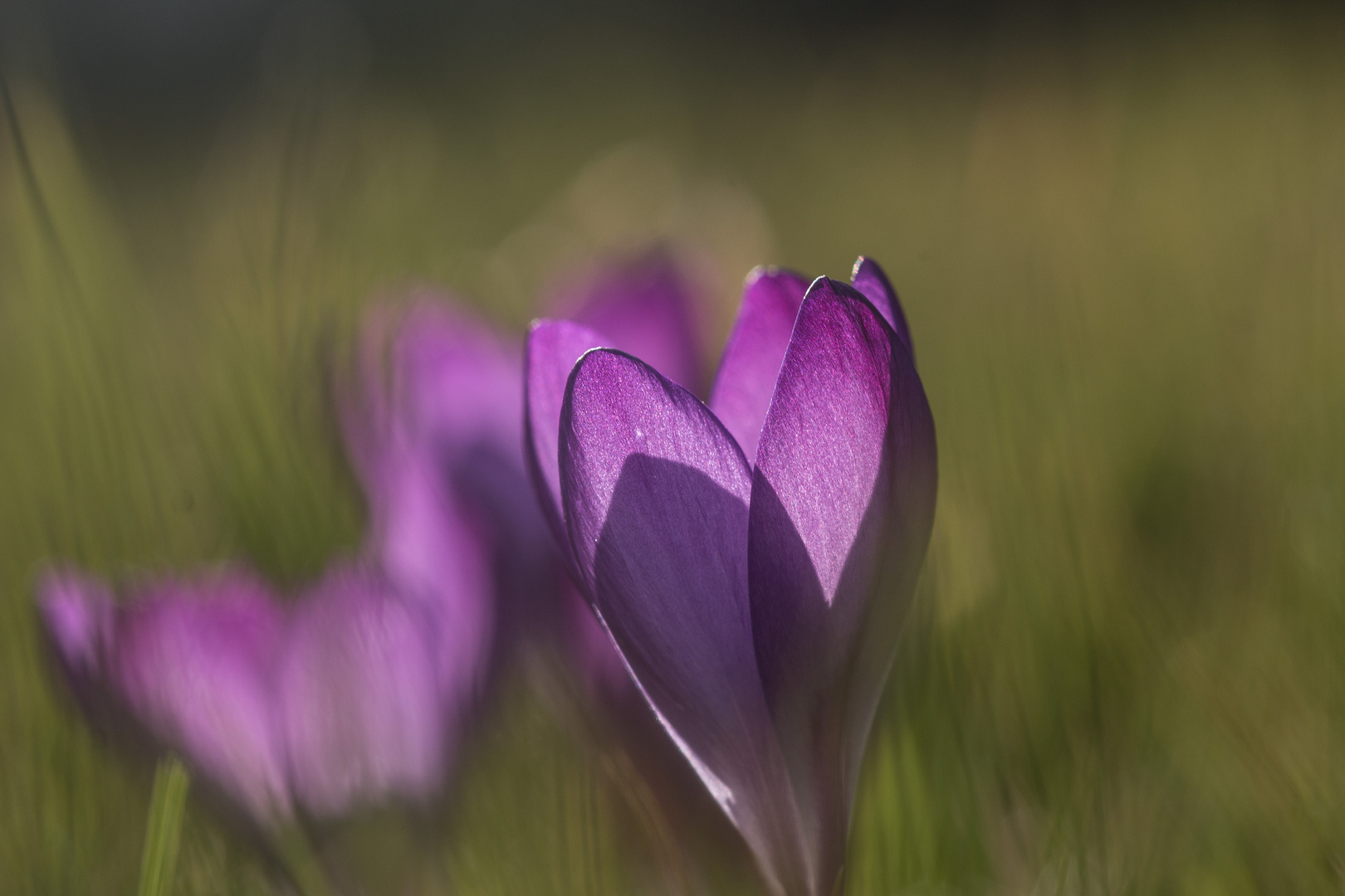 War mal wieder im Garten