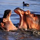 WAR OF THE HIPPO