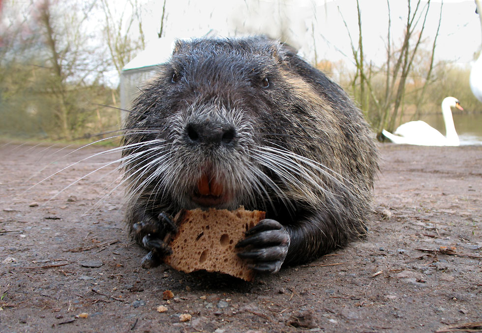 War vielleicht ein Fettsack, diese Nutria