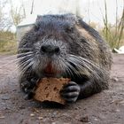 War vielleicht ein Fettsack, diese Nutria