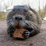 War vielleicht ein Fettsack, diese Nutria