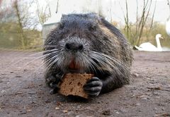 War vielleicht ein Fettsack, diese Nutria