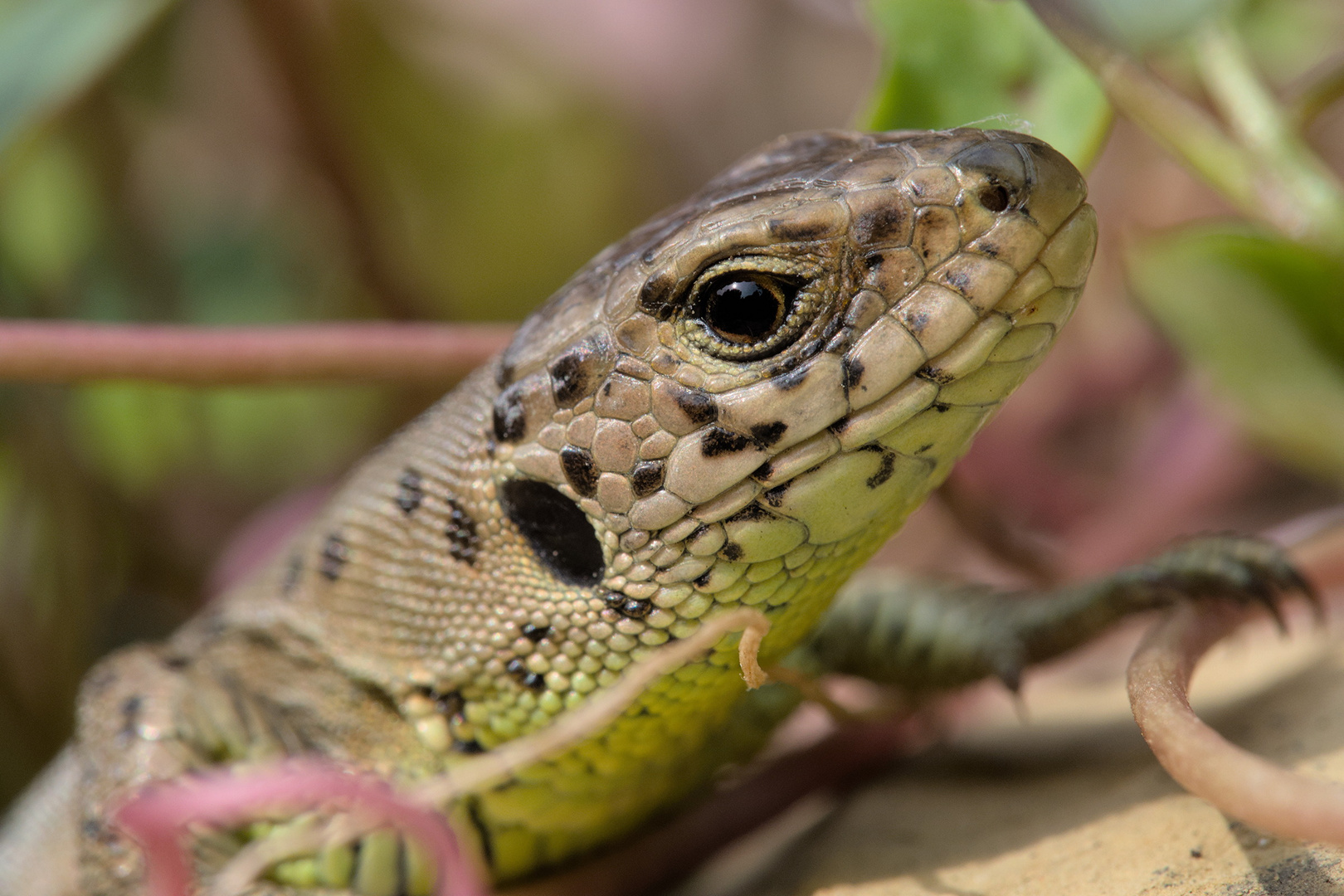 Waran? Foto & Bild tiere, wildlife, amphibien & reptilien Bilder auf