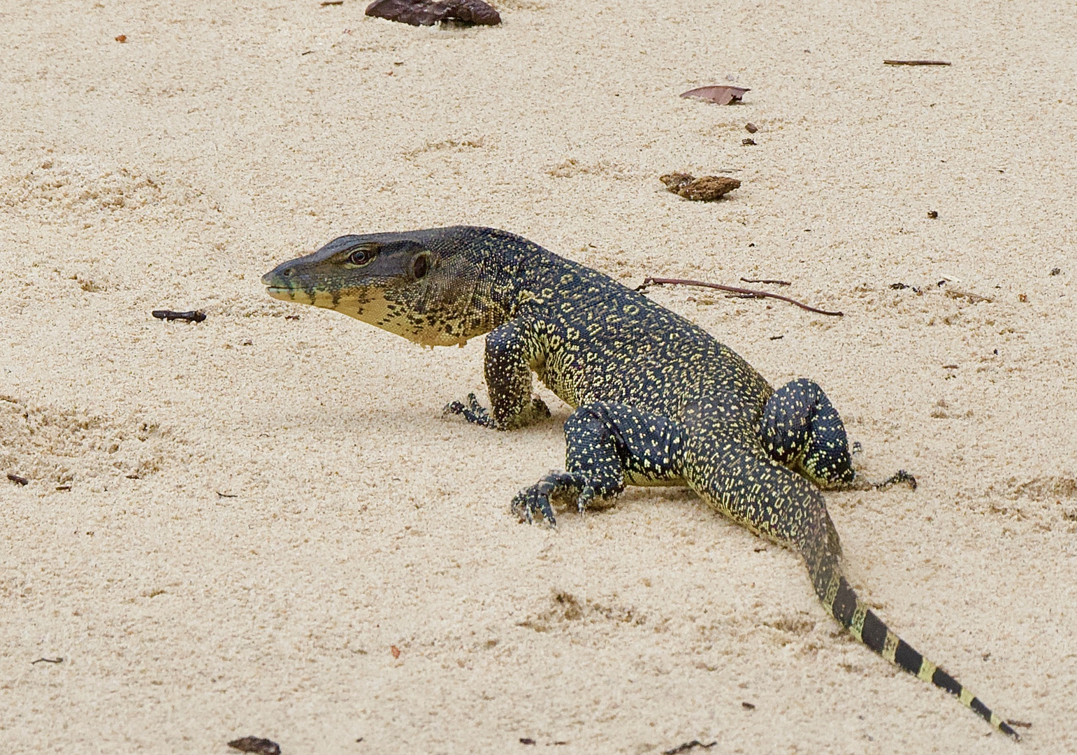 Waran Foto & Bild natur, tiere, wildlife Bilder auf