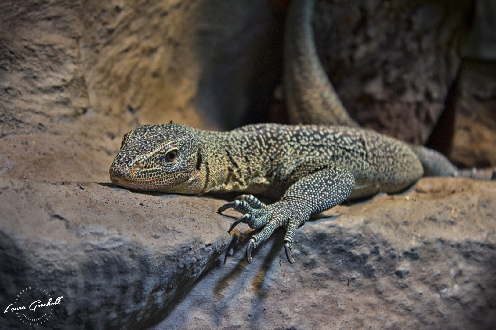Waran : * Mein Freund, der Waran * (Forum für Naturfotografen