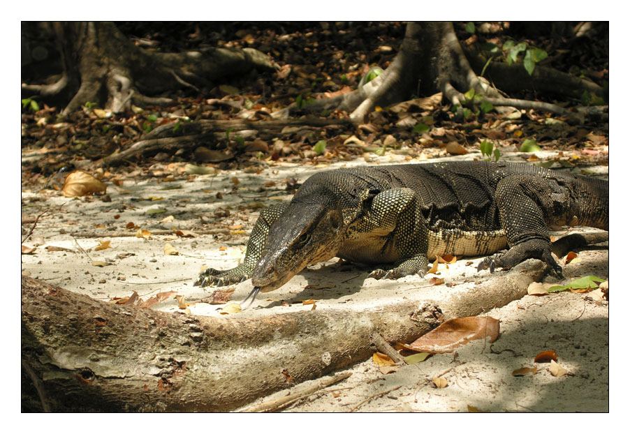 Waran auf Koh Rok