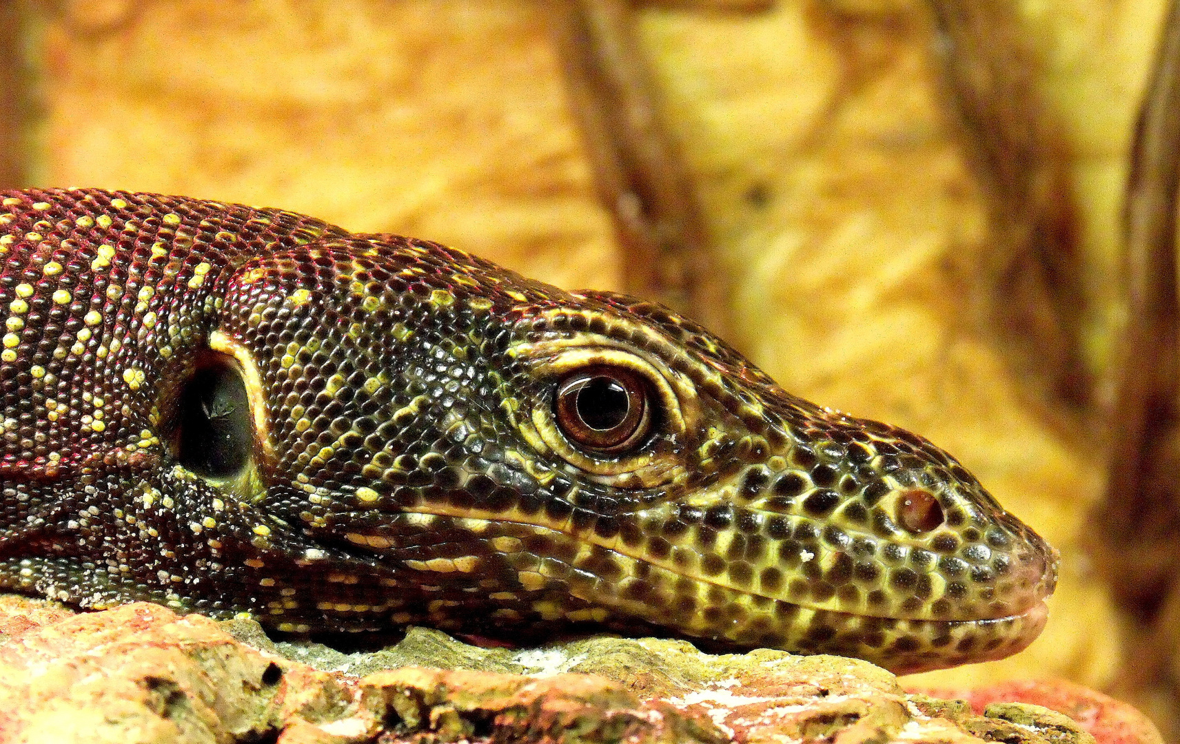 Waran Foto & Bild deutschland, europe, hamburg Bilder auf