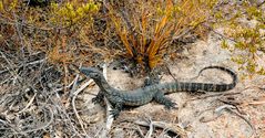 Waran im Cape le Grand NP