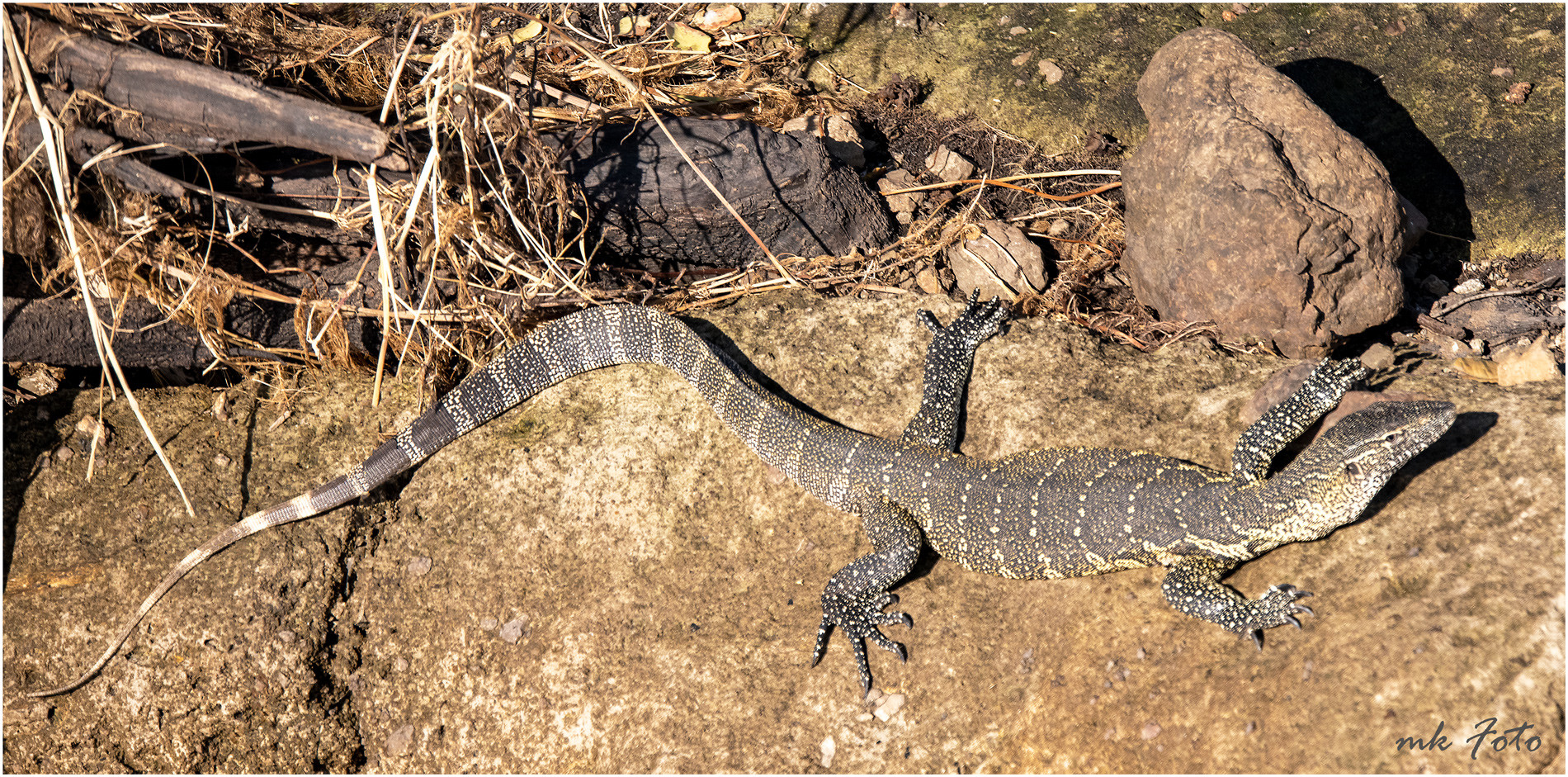 Waran im Chobe Nationalpark