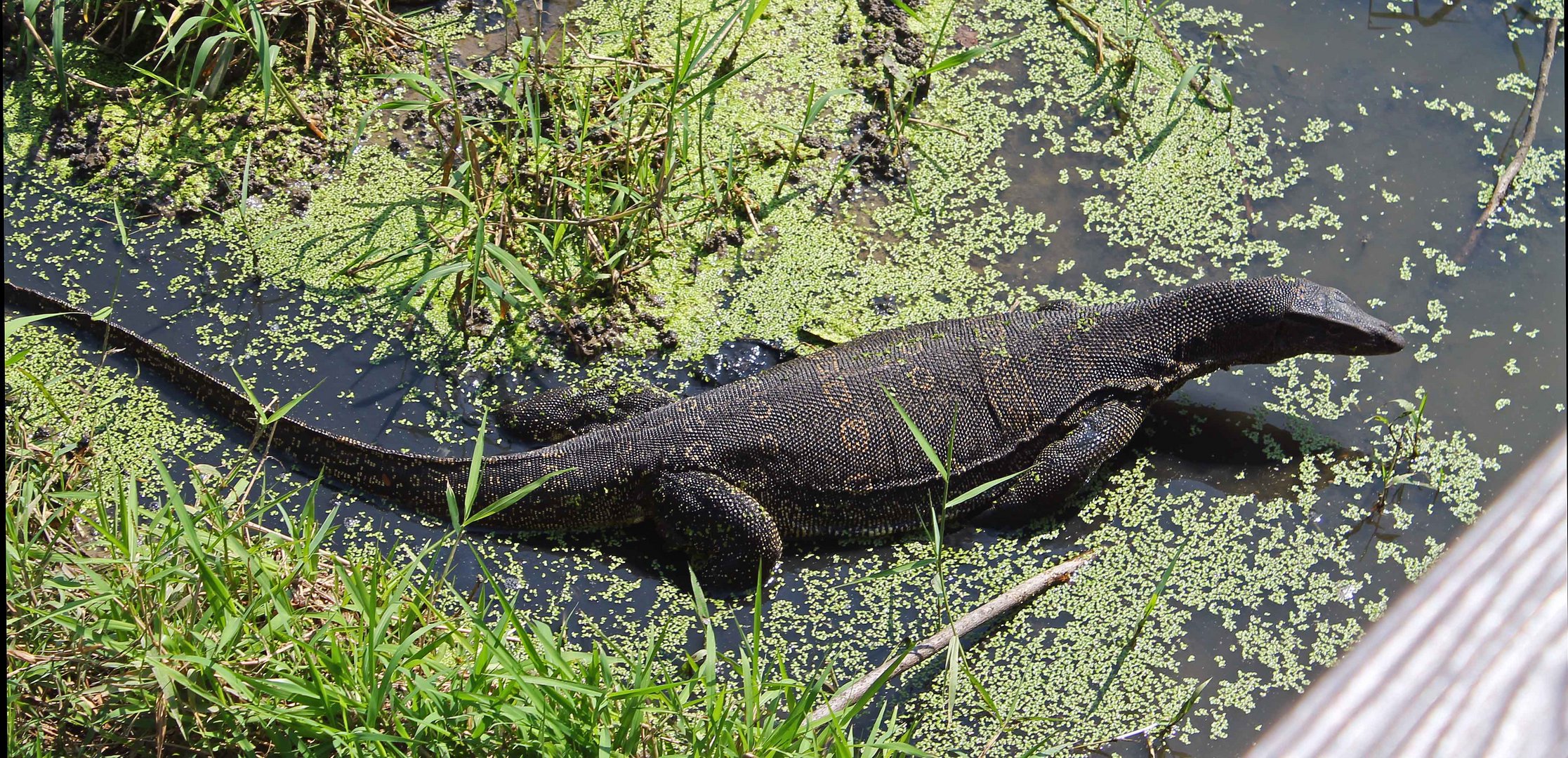 Waran in Bangkok