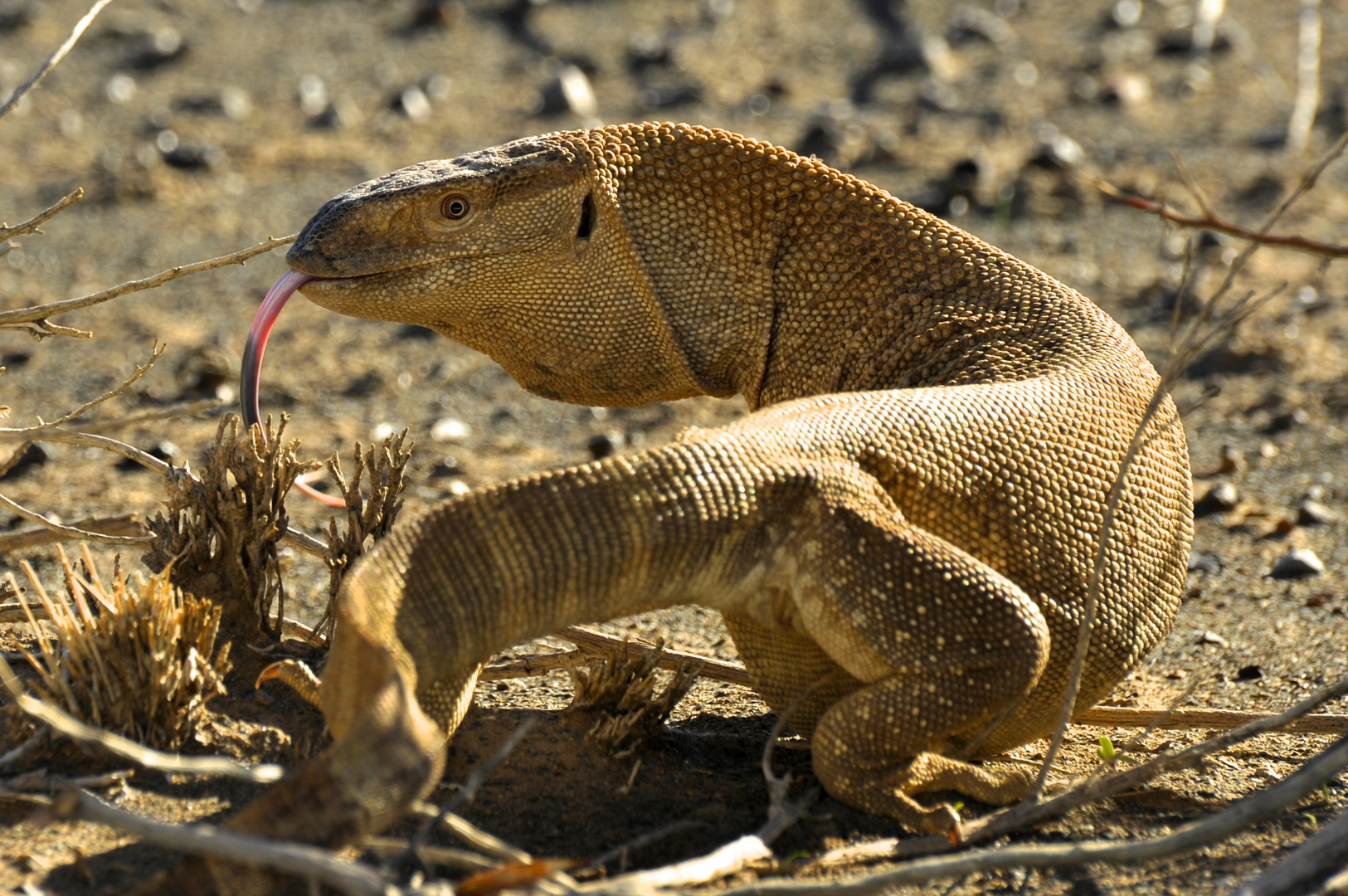 Waran in der Wüste - Monitor Lizard in the desert