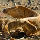 Waran in der Wüste - Monitor Lizard in the desert