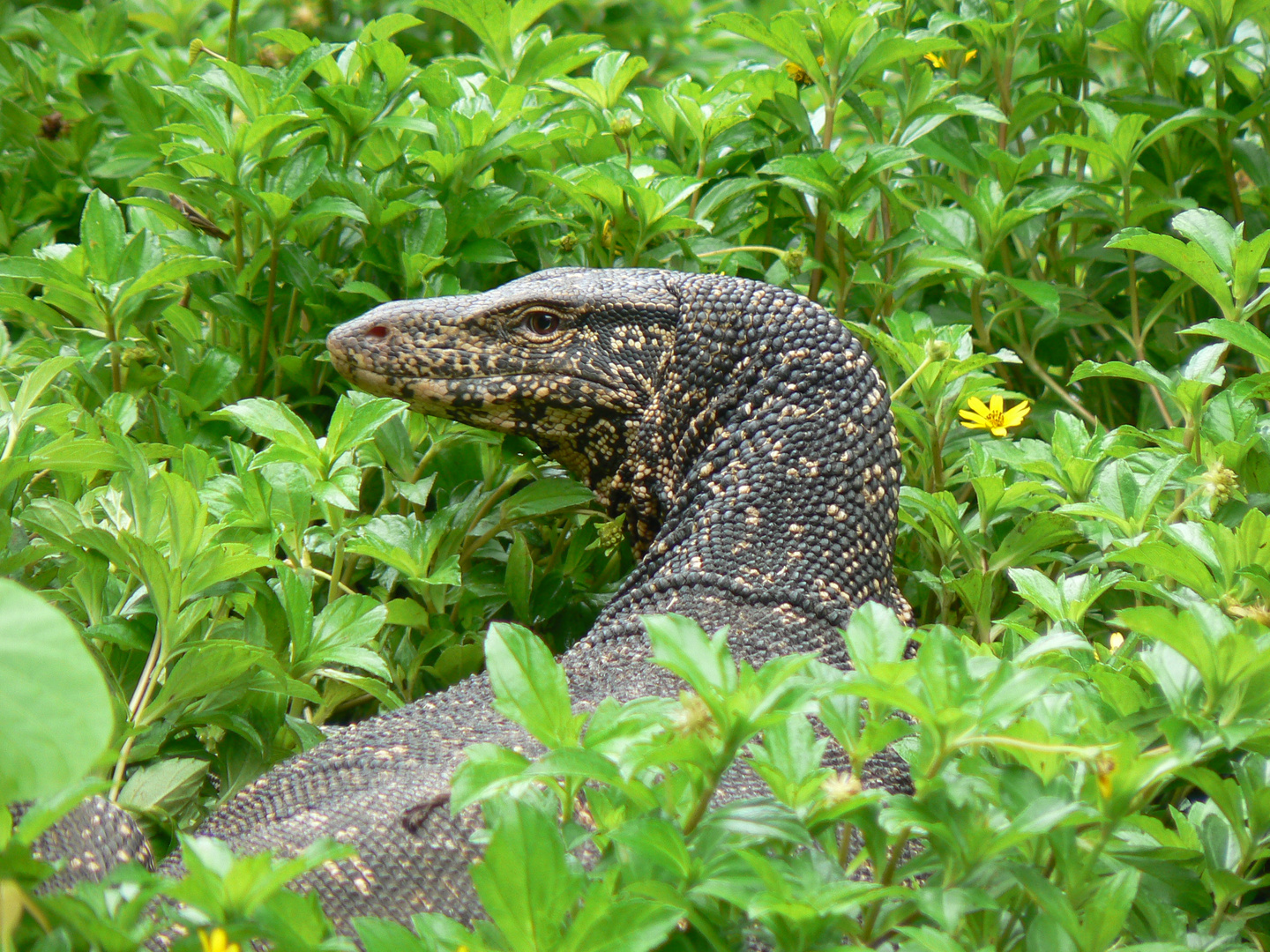 Waran in Sri Lanka