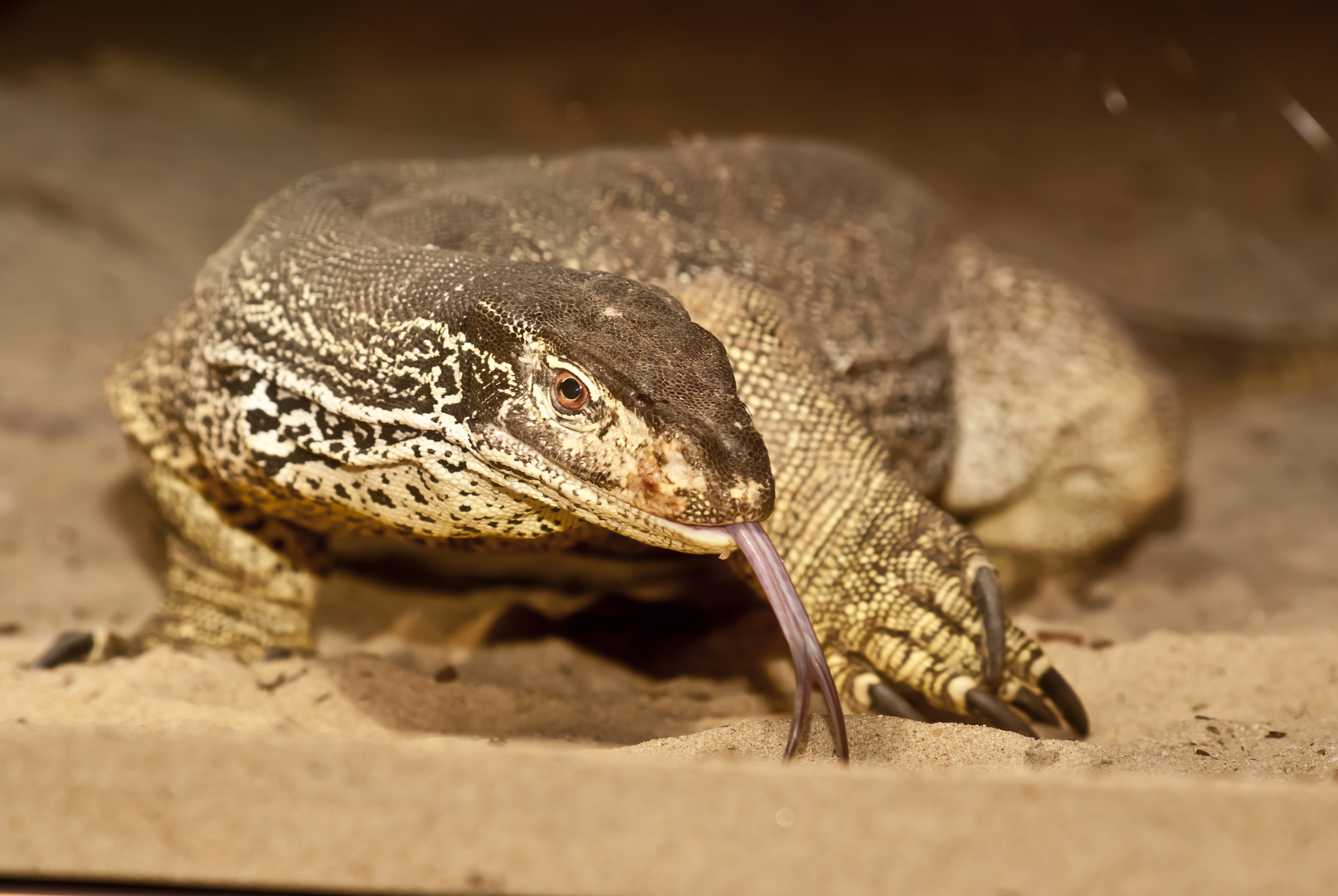 Waran Terra Zoo Rheinberg